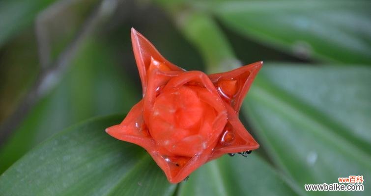 探寻五角星花的神秘魅力 五角星花的寓意及象征意义