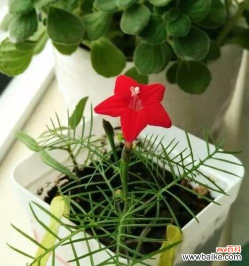 探寻五角星花的神秘魅力 五角星花的寓意及象征意义