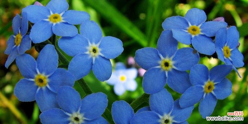 以勿忘我各种颜色的花语为主题的解读与传递 勿忘我的花语之多彩缤纷