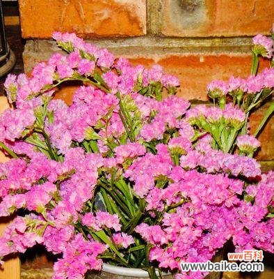 以勿忘我各种颜色的花语为主题的解读与传递 勿忘我的花语之多彩缤纷