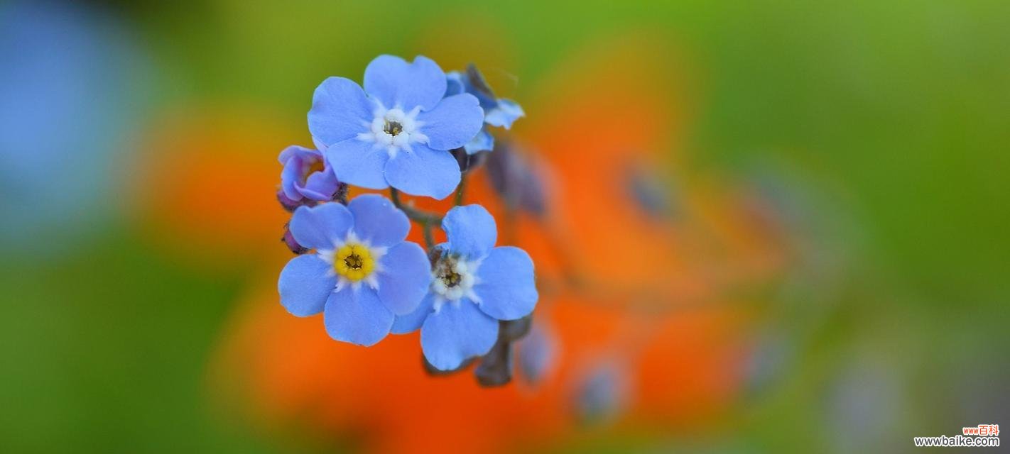 以勿忘我各种颜色的花语为主题的解读与传递 勿忘我的花语之多彩缤纷