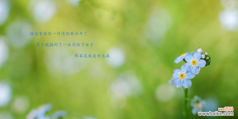深情不忘,寄托心愿的勿忘我 勿忘我,寄托深情的花语