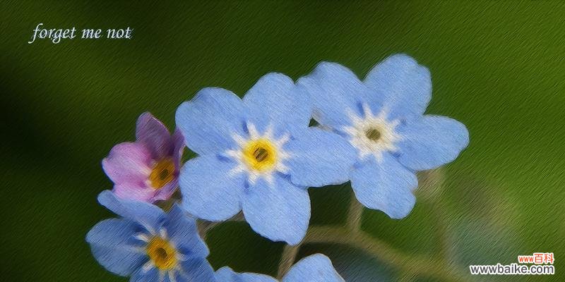 深情不忘,寄托心愿的勿忘我 勿忘我,寄托深情的花语