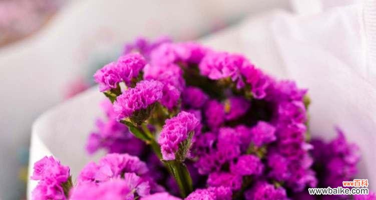 勿忘草花语的起源、象征和延续 勿忘草花语的含义及传承