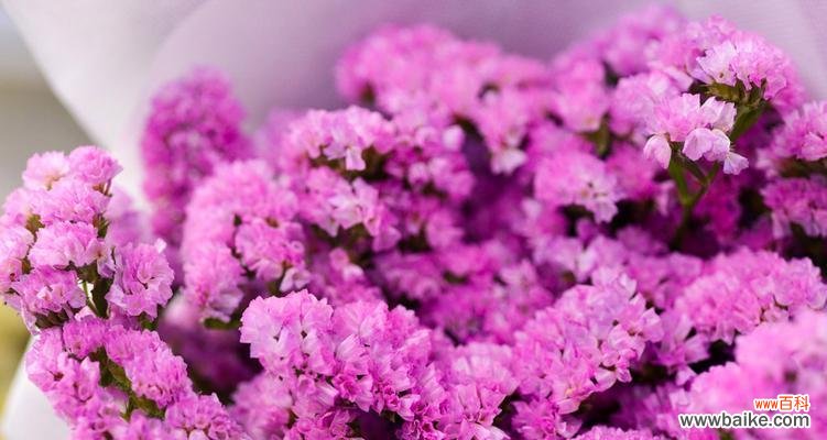 勿忘草花语的起源、象征和延续 勿忘草花语的含义及传承