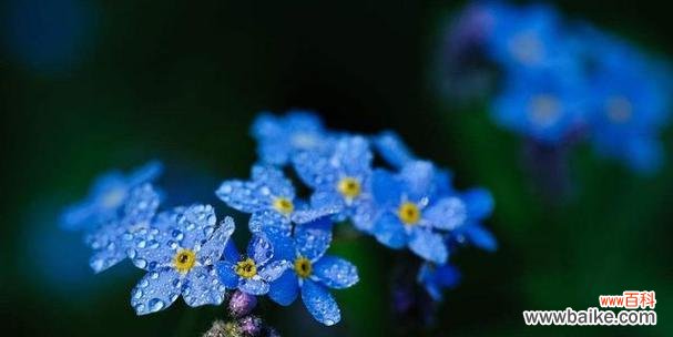 一朵小小的花,蕴含着深刻的意义 勿忘我花语与寓意
