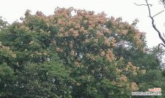 探寻香椿开花的象征意义 香椿树开花预示着什么