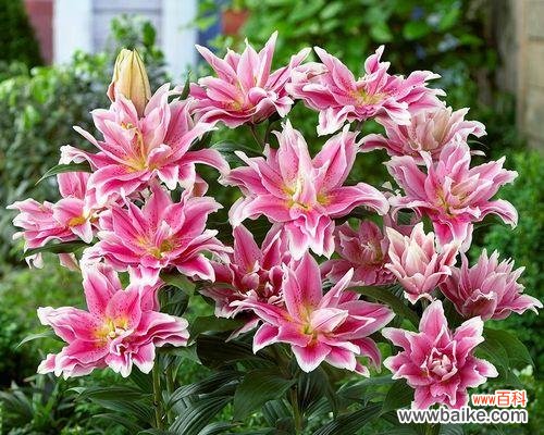 深入探索香水百合的意义与传承 芬芳百合