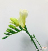 美丽花语 香雪兰——花开芬芳