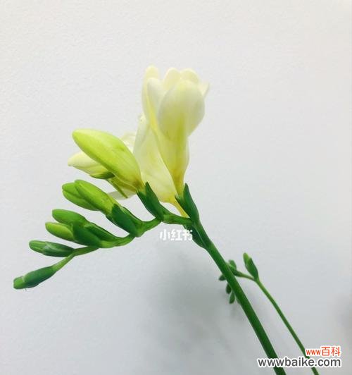 美丽花语 香雪兰——花开芬芳