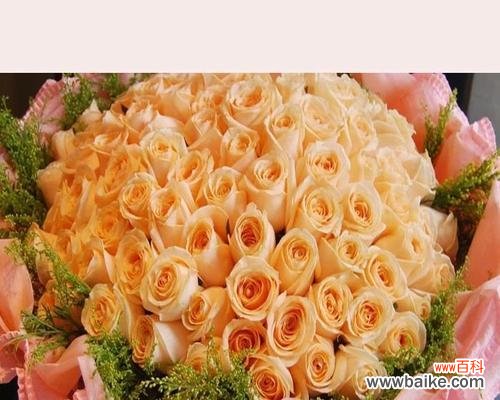 解读香槟金玫瑰的情感象征 香槟金玫瑰花语的深刻含义