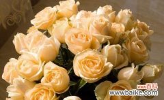 浪漫的19朵香槟玫瑰 香槟玫瑰花语19朵，传递美好祝福