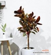 橡皮树花语的深刻寓意 橡皮树花语