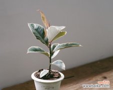 探寻橡皮树的象征意义 橡皮树的寓意与人生启示