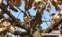 探秘橡树花的奥秘 橡树的花语和文化含义