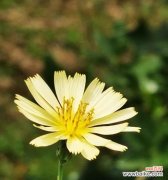 清菊的花语是什么意思？它象征着什么？