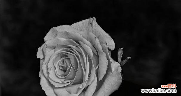 黑色玫瑰花语有何特别之处？它象征着什么？