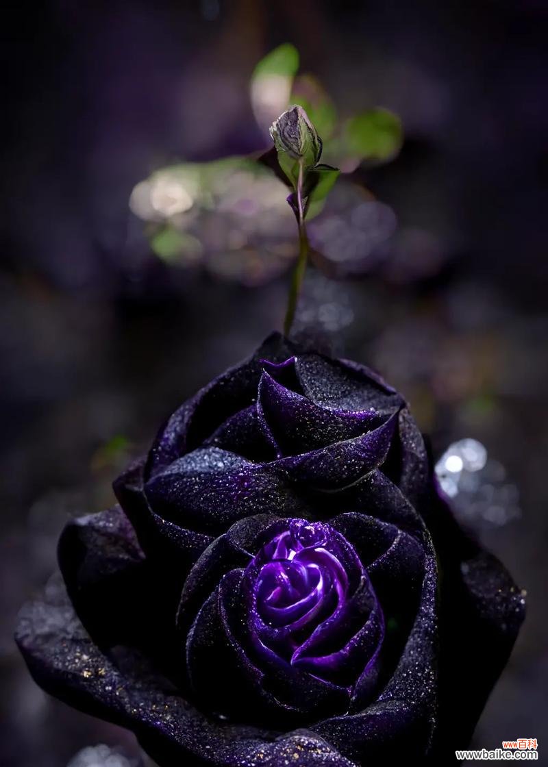 黑色玫瑰花语有何特别之处？它象征着什么？