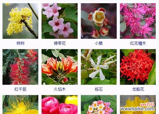 拥有随意花语的花名是什么?这种花的花语有哪些可能?
