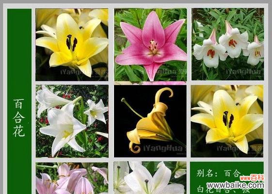 拥有随意花语的花名是什么?这种花的花语有哪些可能?