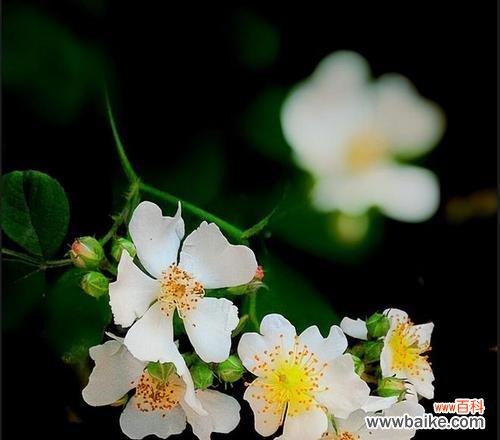 荼靡花的花语寓意是什么?它代表了哪些情感?