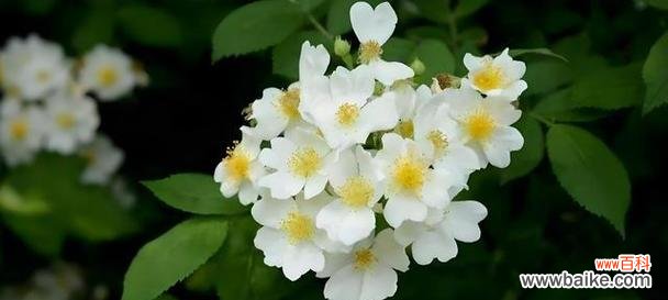 荼靡花的花语寓意是什么?它代表了哪些情感?