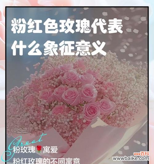 假粉色玫瑰的花语和寓意是什么?它传递了什么信息?