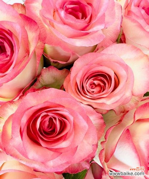 鸟嘴里的玫瑰花语有何寓意?适合送谁?