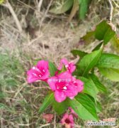 适合学霸的花语代表什么？如何选择适合学霸的花？