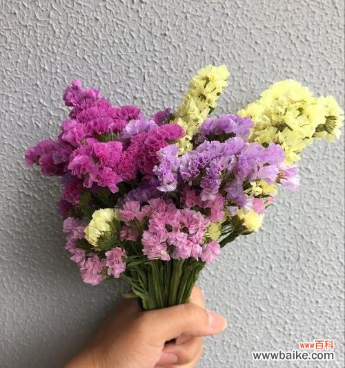 寄托深情，永不遗忘——勿忘我花的美丽传说 勿忘我花的寓意与象征