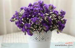 寄托深情，永不遗忘——勿忘我花的美丽传说 勿忘我花的寓意与象征