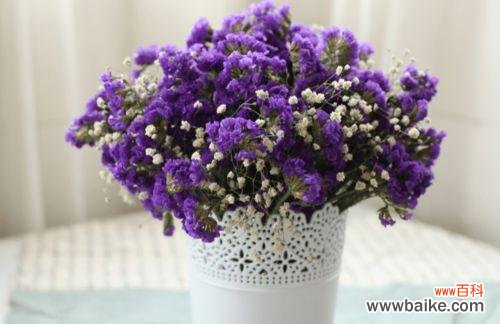 寄托深情，永不遗忘——勿忘我花的美丽传说 勿忘我花的寓意与象征