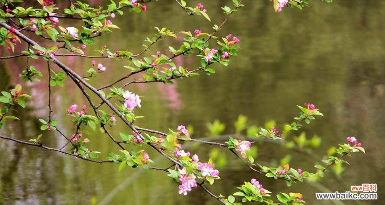探寻西府海棠的美丽花语,解读其背后的意义 以西府海棠的花语及其寓意解读