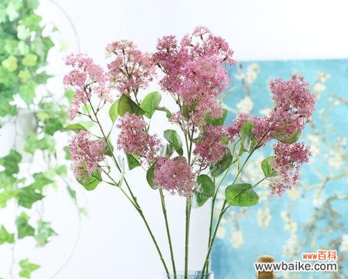 探秘花语,品味夕雾的深意 以夕雾花语的含义及传承