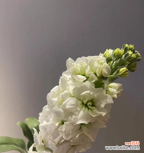 探秘花语,品味夕雾的深意 以夕雾花语的含义及传承