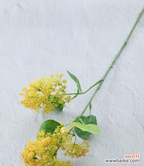 一朵开在黄昏时的花朵,带来的是温柔与祝福 以夕雾花的花语之美