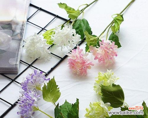 一朵开在黄昏时的花朵,带来的是温柔与祝福 以夕雾花的花语之美