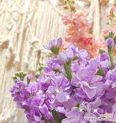 一朵开在黄昏时的花朵，带来的是温柔与祝福 以夕雾花的花语之美