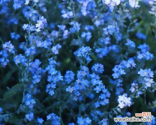 勿忘我花语的深意与传承 勿忘我的含义