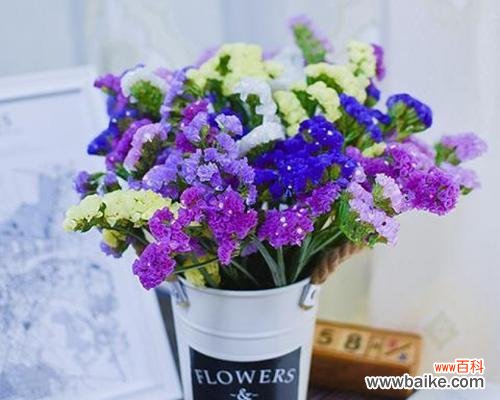 勿忘我花语的深意与传承 勿忘我的含义