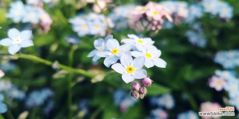勿忘我花语的含义与传统用途 勿忘我花语