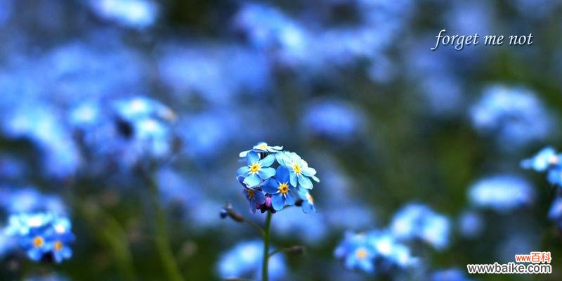 勿忘我花语的含义与传统用途 勿忘我花语