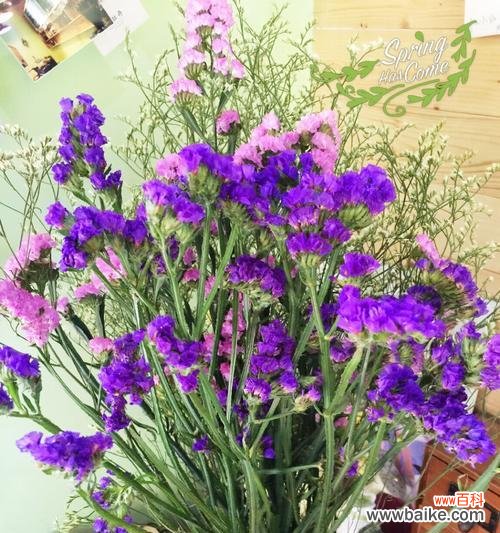 以勿忘我花语传递爱与思念 忘我花语,传递深情