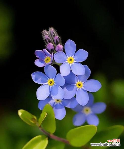 以勿忘我花语传递爱与思念 忘我花语,传递深情
