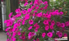 盛夏花海中绽放的美丽与活力 夏日花园的繁花盛景