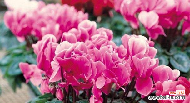 探寻仙客来花语,解读花朵的秘密语言 以仙客来花语