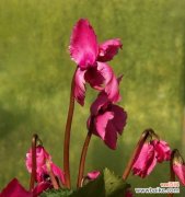 探寻仙客来花语，解读花朵的秘密语言 以仙客来花语