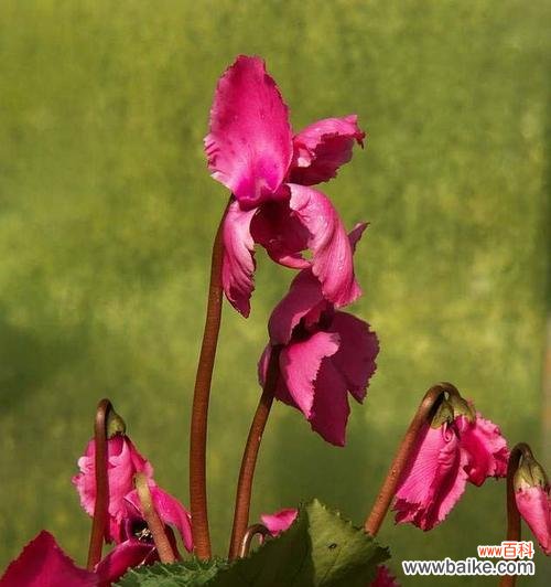 探寻仙客来花语,解读花朵的秘密语言 以仙客来花语