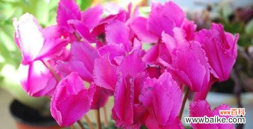 探索花开的语言与情感传递 解读仙客来花语的神秘魅力