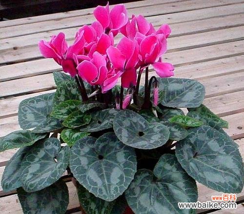 揭示仙客来的内涵与象征意义 以仙客来的寓意和象征